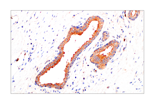 Immunohistochemistry Image 10: Src (36D10) Rabbit mAb