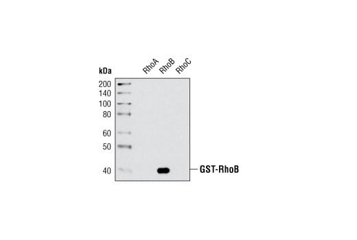 undefined Image 12: Rho-GTPase Antibody Sampler Kit