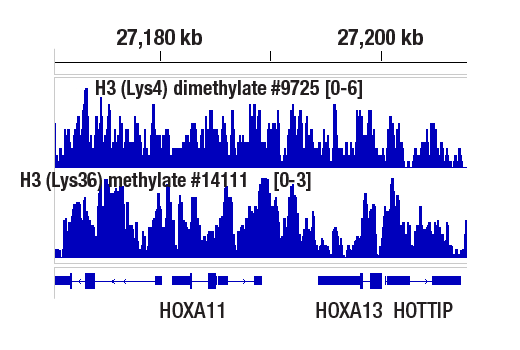CUT & RUN Image 1: Di-Methyl-Histone H3 (Lys4) (C64G9) Rabbit mAb