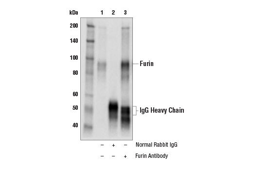 undefined Image 4: SARS-CoV-2 Virus-Host Interaction Antibody Sampler Kit