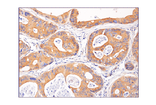Immunohistochemistry Image 2: Phospho-AMPKα (Thr172) (40H9) Rabbit mAb (BSA and Azide Free)