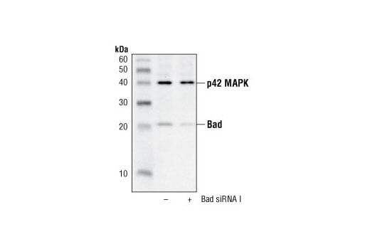 Western Blotting Image 1: Bad Antibody