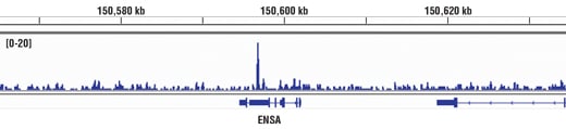 undefined Image 42: BAF Complex Antibody Sampler Kit II