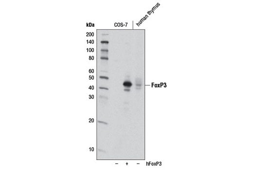 Western Blotting Image 1: FoxP3 (D6O8C) Rabbit mAb