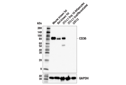 Western Blotting Image 1: CD36 (E8B7S) Rabbit mAb (BSA and Azide Free)