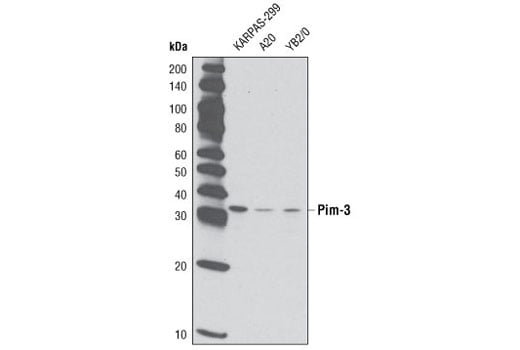 undefined Image 2: Pim Kinase Antibody Sampler Kit