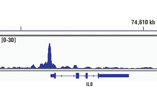 undefined Image 13: PhosphoPlus<sup>®</sup> NF-κB p65/RelA (Ser536) Antibody Duet