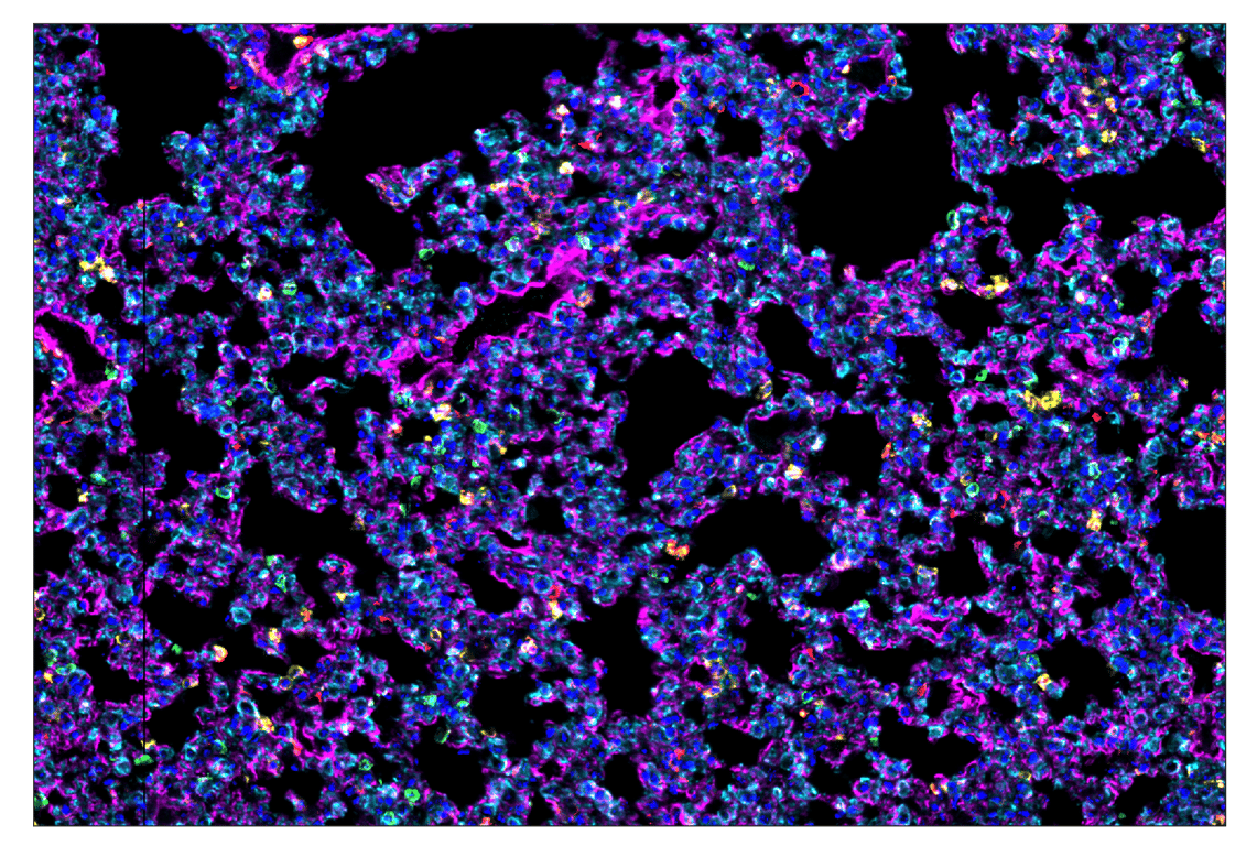 Immunohistochemistry Image 1: CD11b/ITGAM (E4K8C) & CO-0083-488 SignalStar<sup>™</sup> Oligo-Antibody Pair