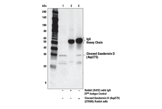 undefined Image 15: Human Reactive PANoptosis Antibody Sampler Kit