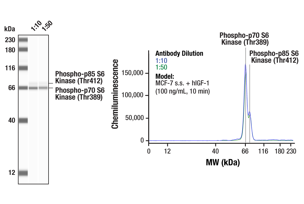 undefined Image 4: PhosphoPlus<sup>®</sup> p70 S6 Kinase (Thr389) Antibody Duet