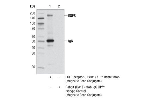 Immunoprecipitation Image 1: EGF Receptor (D38B1) XP<sup>®</sup> Rabbit mAb (Magnetic Bead Conjugate)