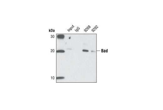 Immunoprecipitation Image 1: Bad (11E3) Rabbit mAb