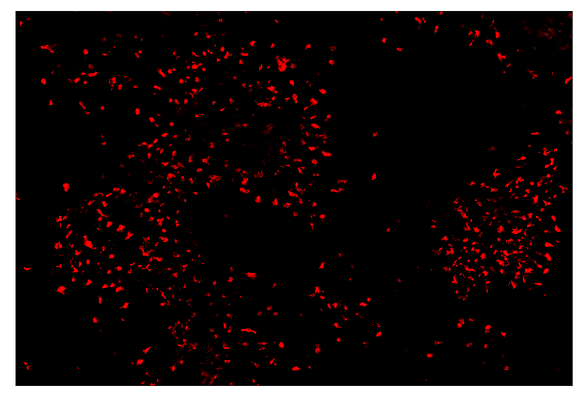 Immunohistochemistry Image 3: Arginase-1 (D4E3M) & CO-0075-647 SignalStar<sup>™</sup> Oligo-Antibody Pair