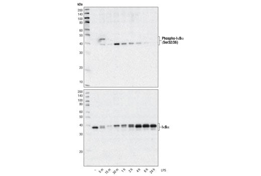 undefined Image 6: PhosphoPlus<sup>®</sup> IκBα (Ser32/Ser36) Antibody Duet