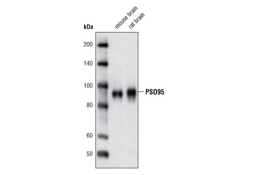 Western Blotting Image 1: PSD95 (D74D3) XP® Rabbit mAb (BSA and Azide Free)