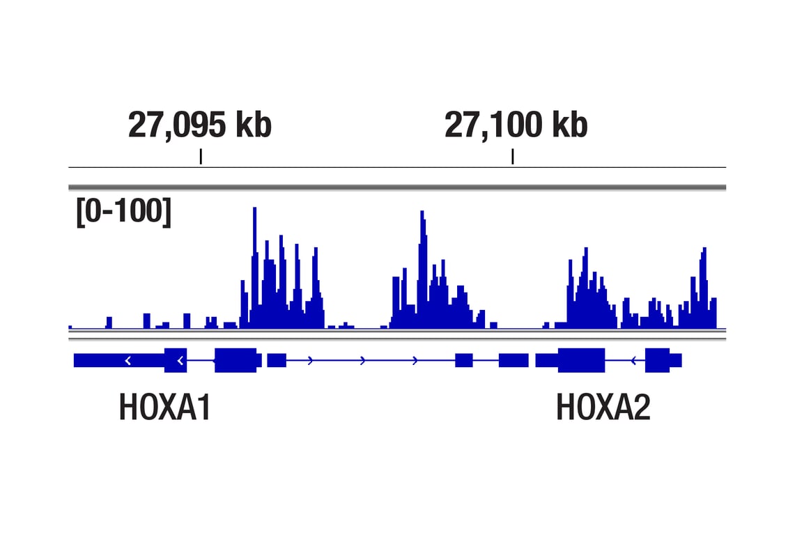 CUT & Tag Image 1: CBX8 (D2O8C) Rabbit mAb