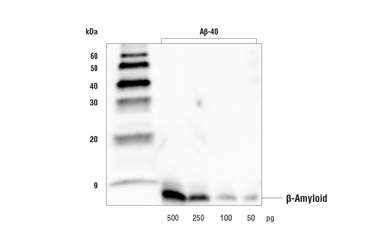 Western Blotting Image 2: β-Amyloid (E3B4I) Rabbit mAb