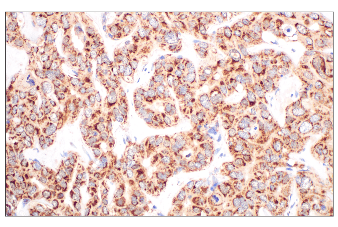 Immunohistochemistry Image 1: Fumarase (D9C5) Rabbit mAb