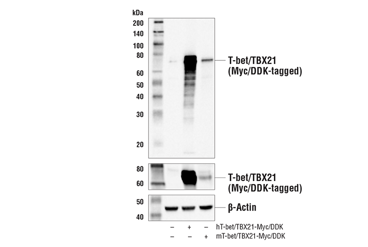 Western Blotting Image 2: T-bet/TBX21 (E4I2K) Rabbit mAb