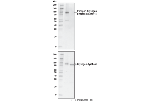 Western Blotting Image 1: Phospho-Glycogen Synthase (Ser641) (D4H1B) XP<sup>®</sup> Rabbit mAb (BSA and Azide Free)