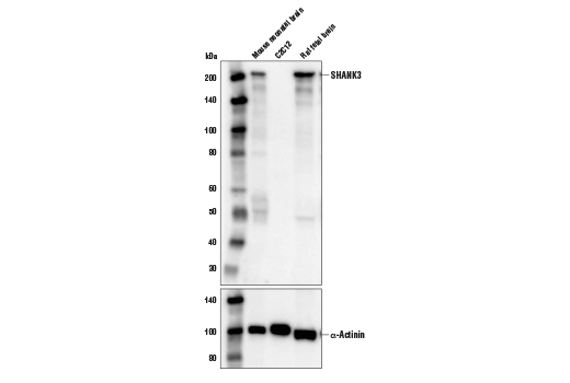 Western Blotting Image 1: SHANK3 (D5K6R) Rabbit mAb (BSA and Azide Free)