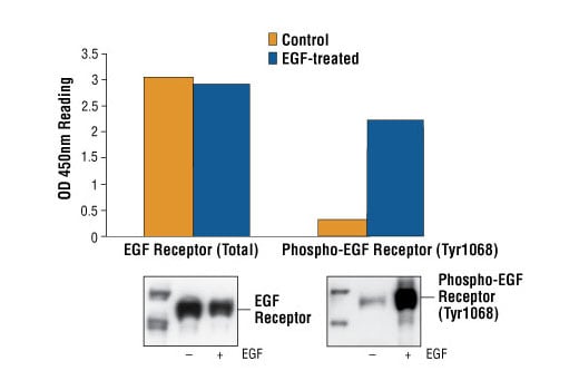 ELISA Image 1: PathScan® Phospho-EGF Receptor (Tyr1068) Sandwich ELISA Kit