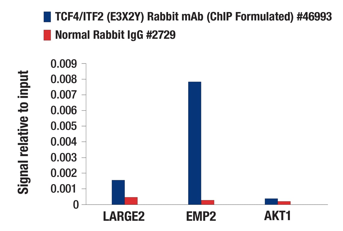 Chromatin Immunoprecipitation Image 1: TCF4/ITF2 (E3X2Y) Rabbit mAb (ChIP Formulated)