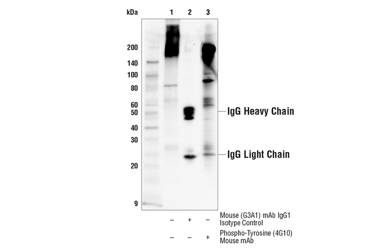 Immunoprecipitation Image 1: Phospho-Tyrosine (4G10) Mouse mAb