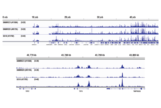 Chromatin Immunoprecipitation Image 2: SS18 (D6I4Z) Rabbit mAb