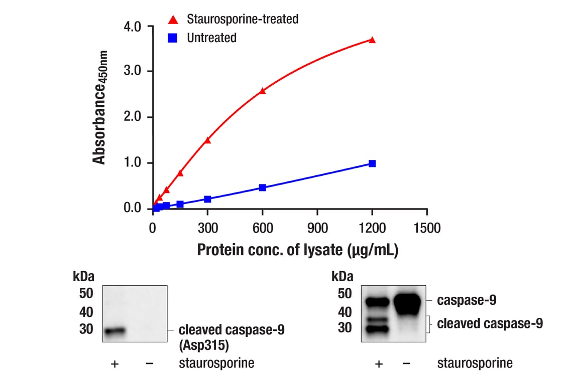 ELISA Image 1: PathScan<sup>®</sup> RP Cleaved Caspase-9 (Asp315) Sandwich ELISA Kit