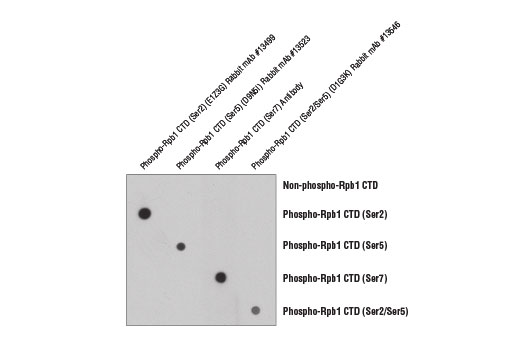 undefined Image 1: Phospho-Rpb1 CTD (Ser2) (E1Z3G) Rabbit mAb