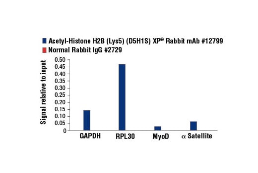Chromatin Immunoprecipitation Image 1: Acetyl-Histone H2B (Lys5) (D5H1S) XP<sup>®</sup> Rabbit mAb
