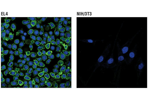 Immunofluorescence Image 1: PD-1 (Intracellular Domain) (D7D5W) XP<sup>®</sup> Rabbit mAb