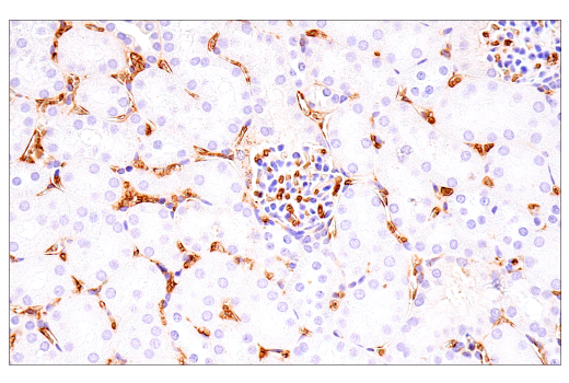 Immunohistochemistry Image 10: α-Synuclein (E4U2F) XP<sup>®</sup> Rabbit mAb (BSA and Azide Free)