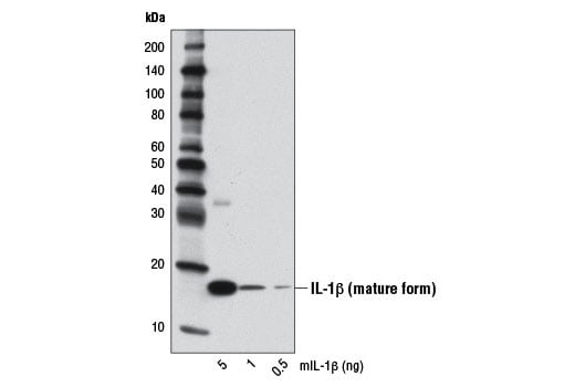 undefined Image 12: Mouse Reactive Pyroptosis Antibody Sampler Kit