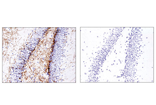 Immunohistochemistry Image 2: Myelin Basic Protein (D8X4Q) XP<sup>®</sup> Rabbit mAb