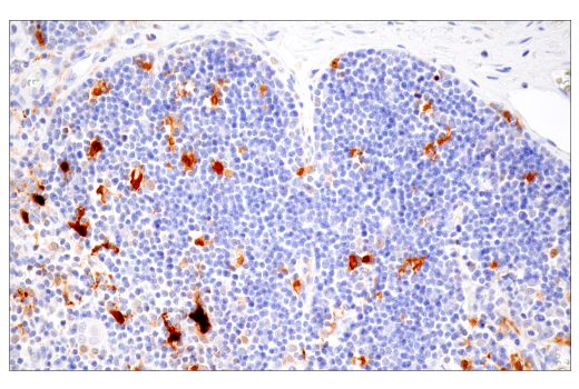 Immunohistochemistry Image 8: IL-18 (E3G8R) Rabbit mAb