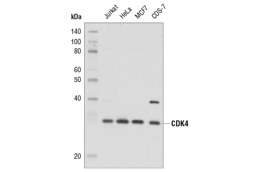 Western Blotting Image 1: CDK4 (D9G3E) Rabbit mAb (BSA and Azide Free)