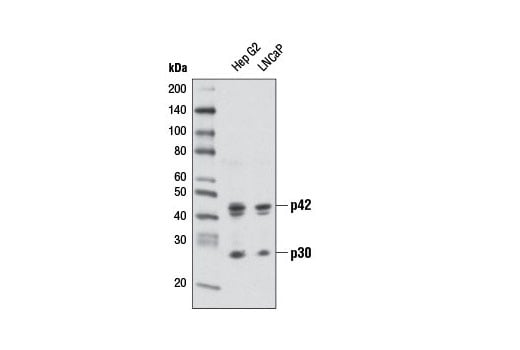 Western Blotting Image 1: C/EBPα (D56F10) XP<sup>®</sup> Rabbit mAb (BSA and Azide Free)