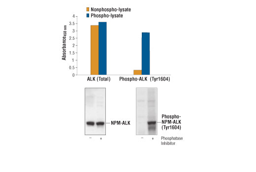 ELISA Image 1: PathScan<sup>®</sup> Phospho-ALK (Tyr1604) Sandwich ELISA Kit