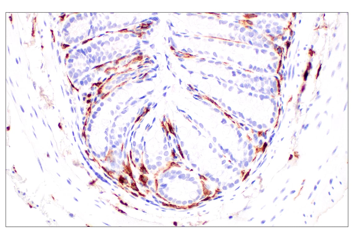 Immunohistochemistry Image 7: CD11b/ITGAM (E4K8C) Rabbit mAb