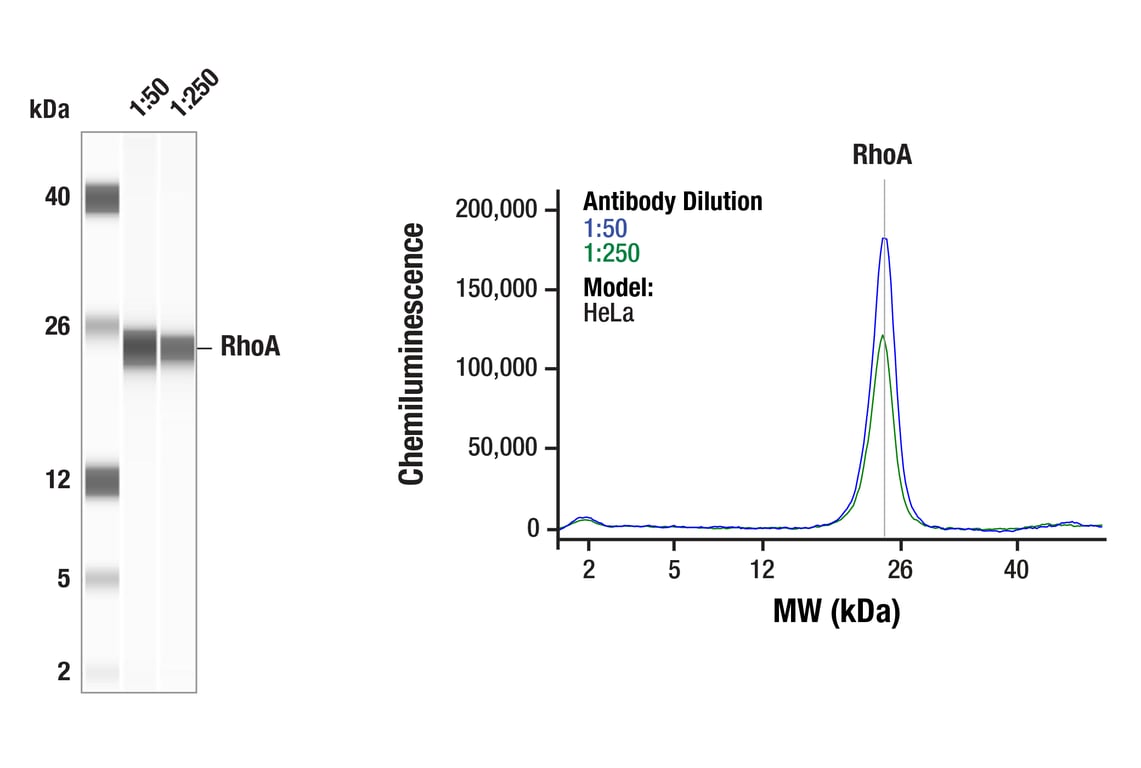 undefined Image 3: Rho-GTPase Antibody Sampler Kit