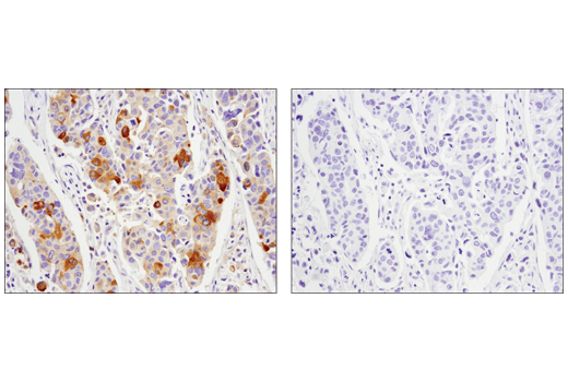 Immunohistochemistry Image 1: Phospho-Glycogen Synthase (Ser641) (D4H1B) XP<sup>®</sup> Rabbit mAb (BSA and Azide Free)