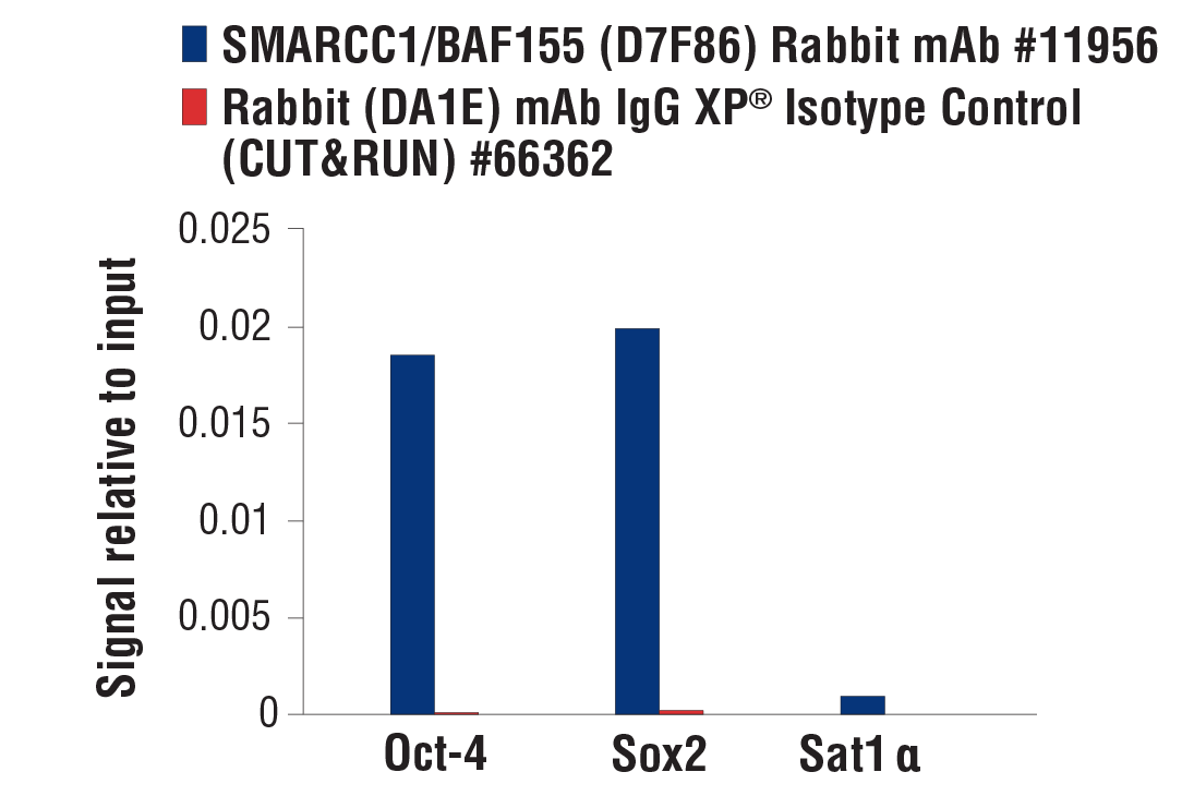 CUT & RUN Image 3: SMARCC1/BAF155 (D7F8S) Rabbit mAb