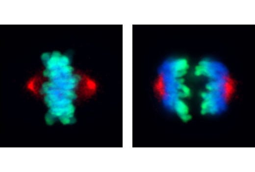Immunofluorescence Image 1: Phospho-Aurora A (Thr288) (C39D8) Rabbit mAb (BSA and Azide Free)