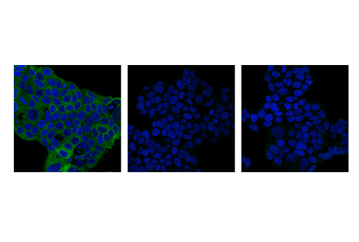 undefined Image 5: PhosphoPlus<sup>®</sup> ULK1 (Ser757) Antibody Duet