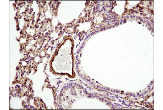 Immunohistochemistry Image 1: HSP60 (D6F1) XP<sup>®</sup> Rabbit mAb