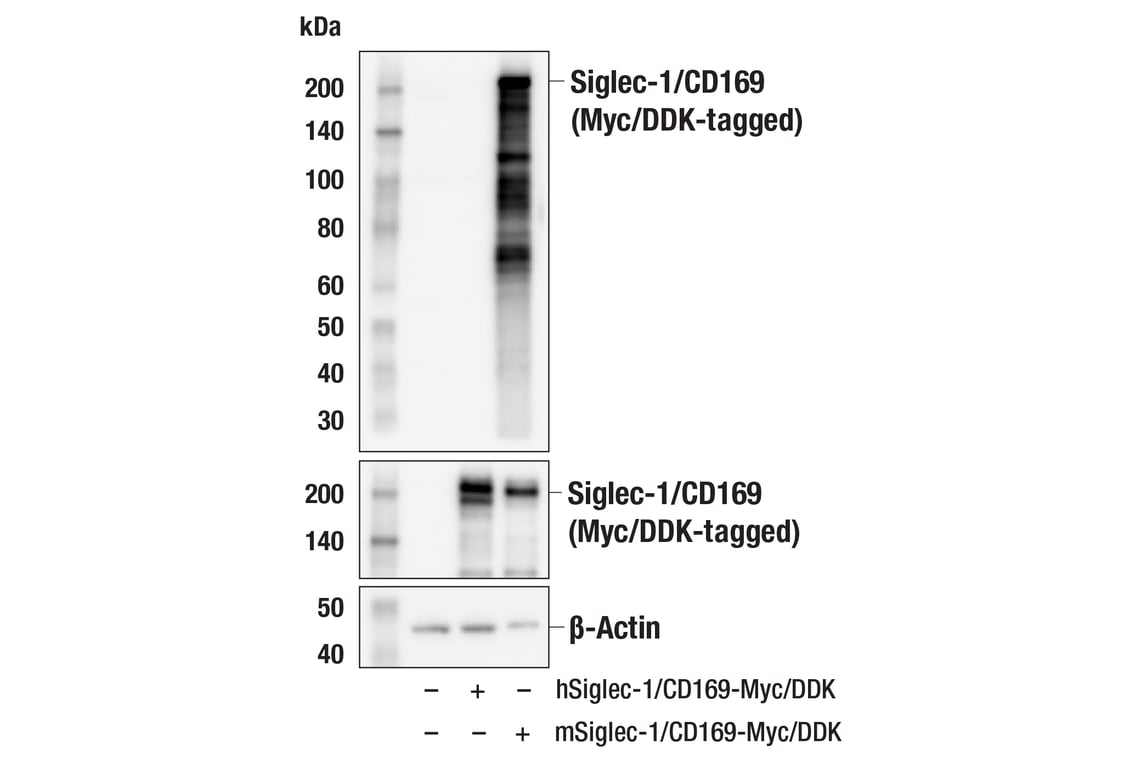 Western Blotting Image 2: Siglec-1/CD169 (E1D7G) Rabbit mAb