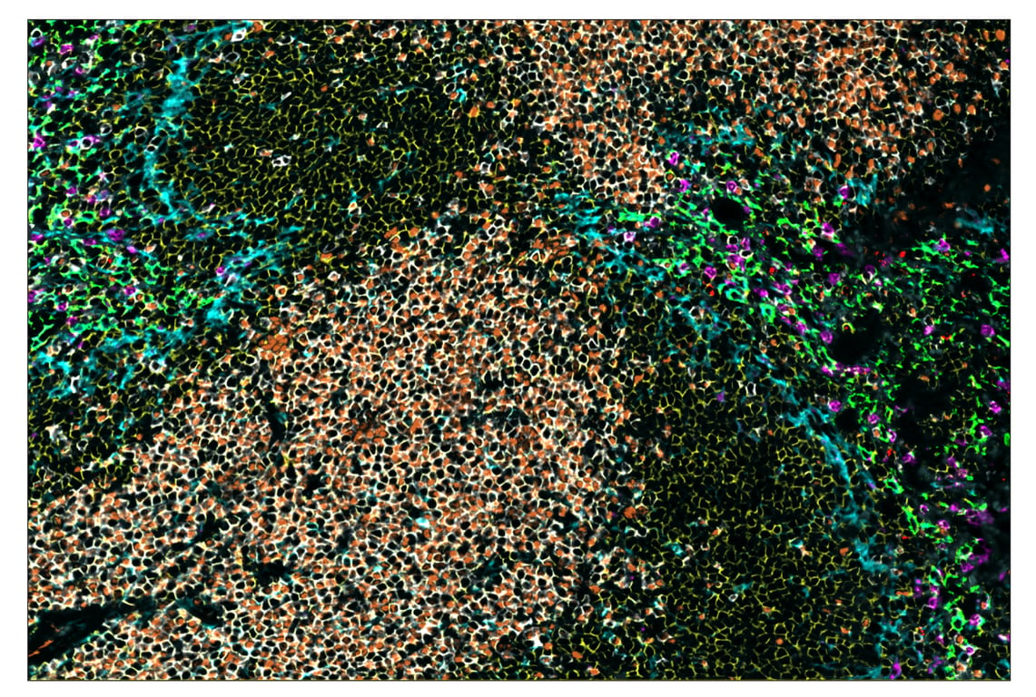 Immunohistochemistry Image 1: CD3ε (E4T1B) & CO-0048-594 SignalStar<sup>™</sup> Oligo-Antibody Pair