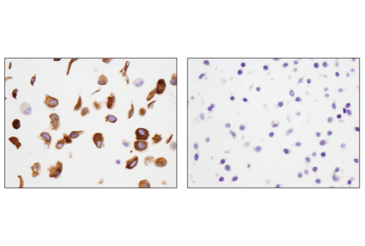 Immunohistochemistry Image 2: GAS6 (D3A3G) Rabbit mAb (BSA and Azide Free)